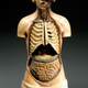 Illustration for article titled 29 Anatomical Models That Will Haunt Your Dreams Tonight